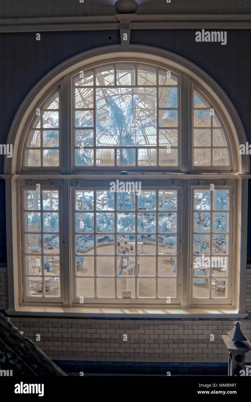 Infrarossi shot interno attraverso una finestra di palme esotiche e piante del Palazzo del Popolo ,glasshouse, Winter Gardens, Glasgow Green, Glasgow, Regno Unito Foto Stock