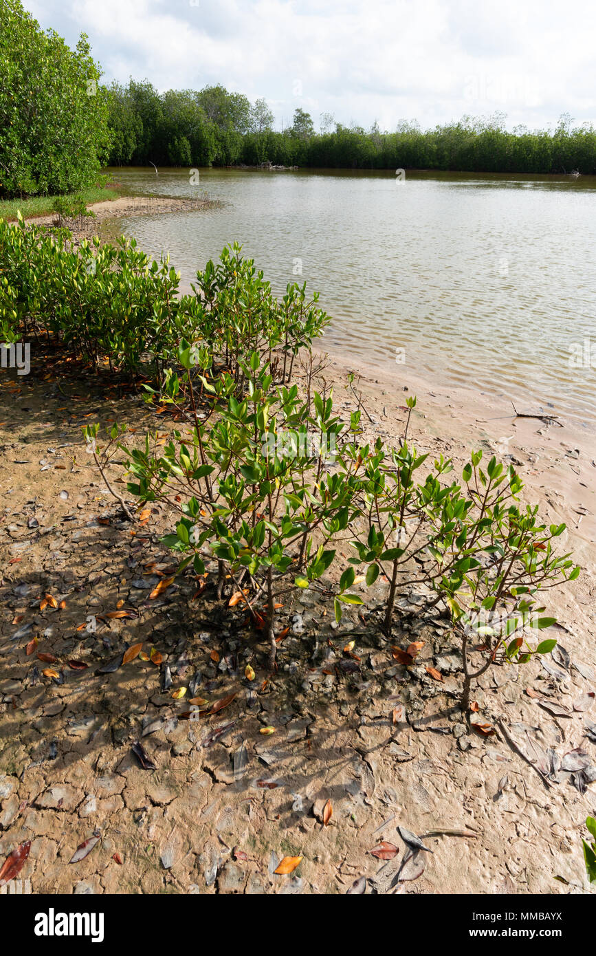 La foresta di mangrovie che circondano una acqua di sale sulla laguna di San Cristobal Island, Isole Galapagos, Ecuador. Foto Stock