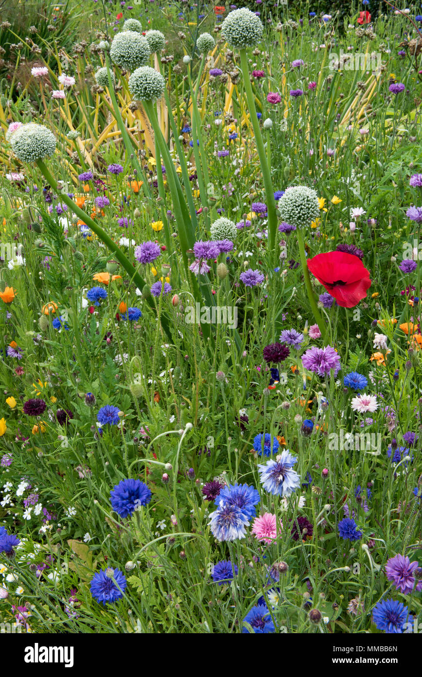 Confine erbacee nei giardini di Dunrobin Castle, Golspie, altopiani, Scozia Foto Stock