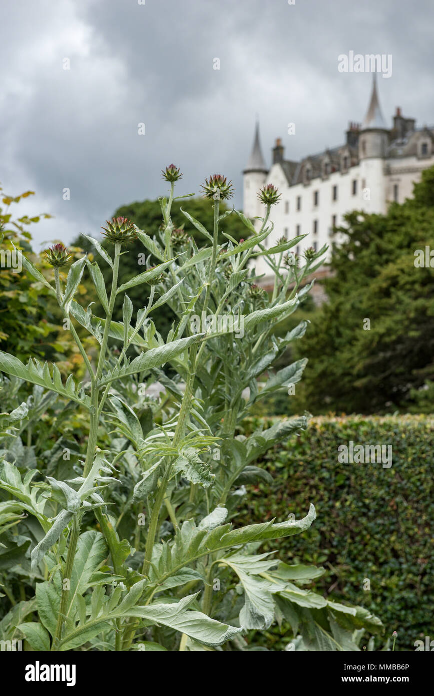 Carciofi pianta in un confine erbacee nei giardini di Dunrobin Castle, Golspie, altopiani, Scozia. Foto Stock