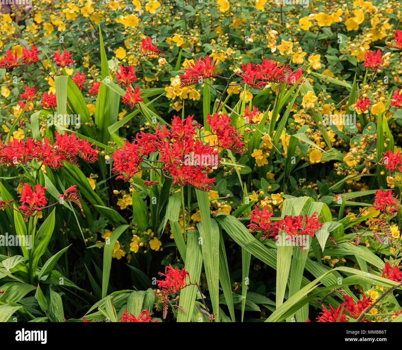 Crocosmia rosso e giallo fiore Hipericum insieme in riottosi colore in giardino a Dunrobin Castle, Golspie, altopiani, Scozia. Foto Stock
