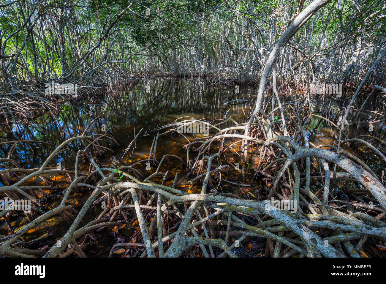 Mangrovia rossa, Rhizophora mangle, alberi con un groviglio di radici di puntello che resistono l'acqua salata delle maree, in Everglades National Park, Florida, Stati Uniti d'America Foto Stock