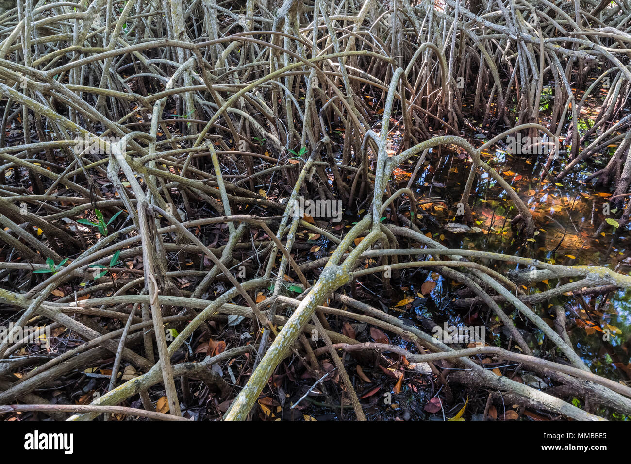 Mangrovia rossa, Rhizophora mangle, alberi con un groviglio di radici di puntello che resistono l'acqua salata delle maree, in Everglades National Park, Florida, Stati Uniti d'America Foto Stock