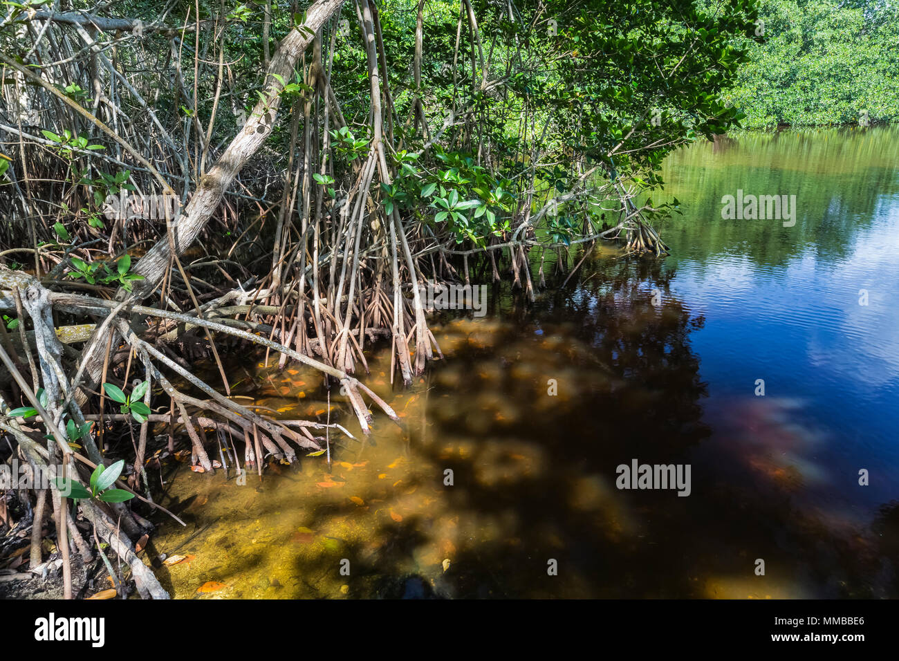 Mangrovia rossa, Rhizophora mangle, alberi con un groviglio di radici di puntello che resistono l'acqua salata delle maree, in Everglades National Park, Florida, Stati Uniti d'America Foto Stock