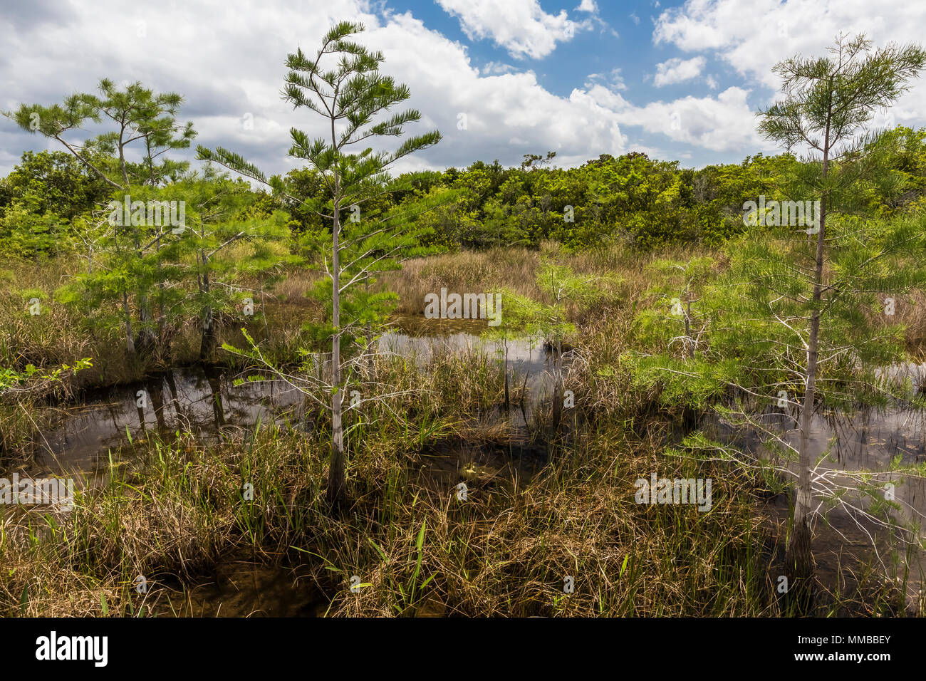 Baldcypress, Taxodium spp., gli alberi in una cupola nel mezzo di una palude sawgrass in Everglades National Park, Florida, Stati Uniti d'America Foto Stock
