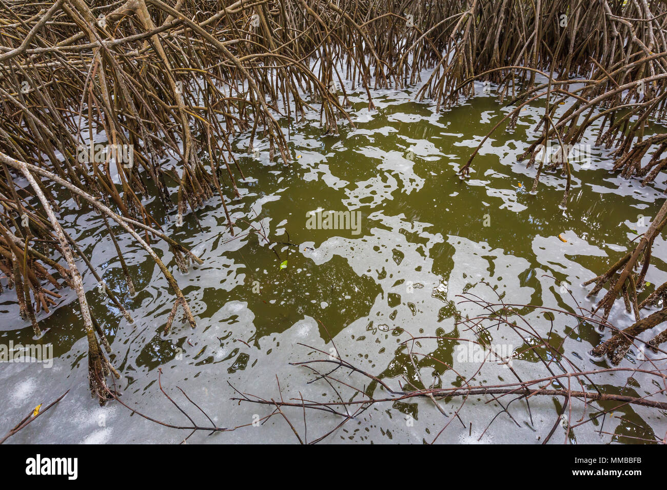 Mangrovia rossa, Rhizophora mangle, alberi con un groviglio di radici di puntello che resistono l'acqua salata delle maree, in Everglades National Park, Florida, Stati Uniti d'America Foto Stock
