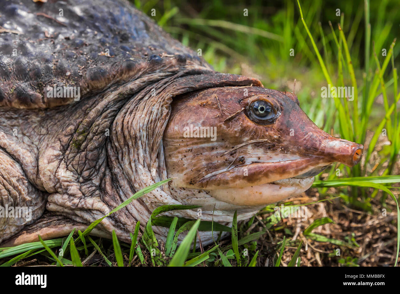 Florida Softshell tartaruga, Apalone ferox, la deposizione delle uova lungo una strada in Everglades National Park, Florida, Stati Uniti d'America Foto Stock