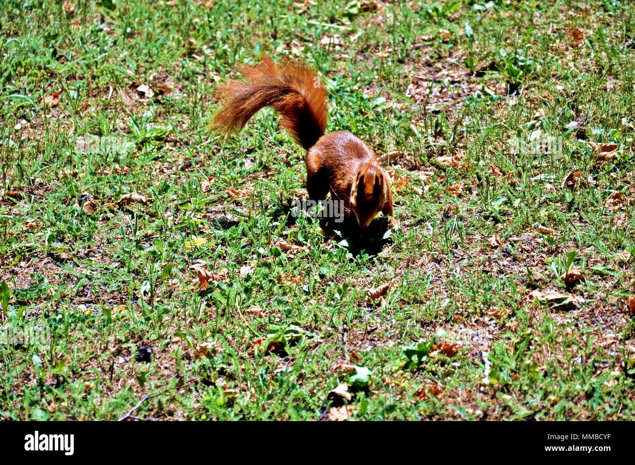 Un curioso guardando verso il basso lo scoiattolo su erba verde, sfondo sopra visualizza Foto Stock