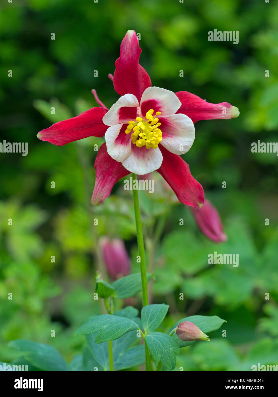 Aquilegia " Stella Rossa" (Aquilegia alpina) Foto Stock