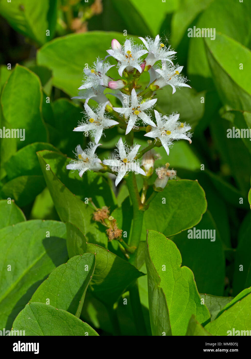 Bogbean Menyanthes trifoliata Foto Stock