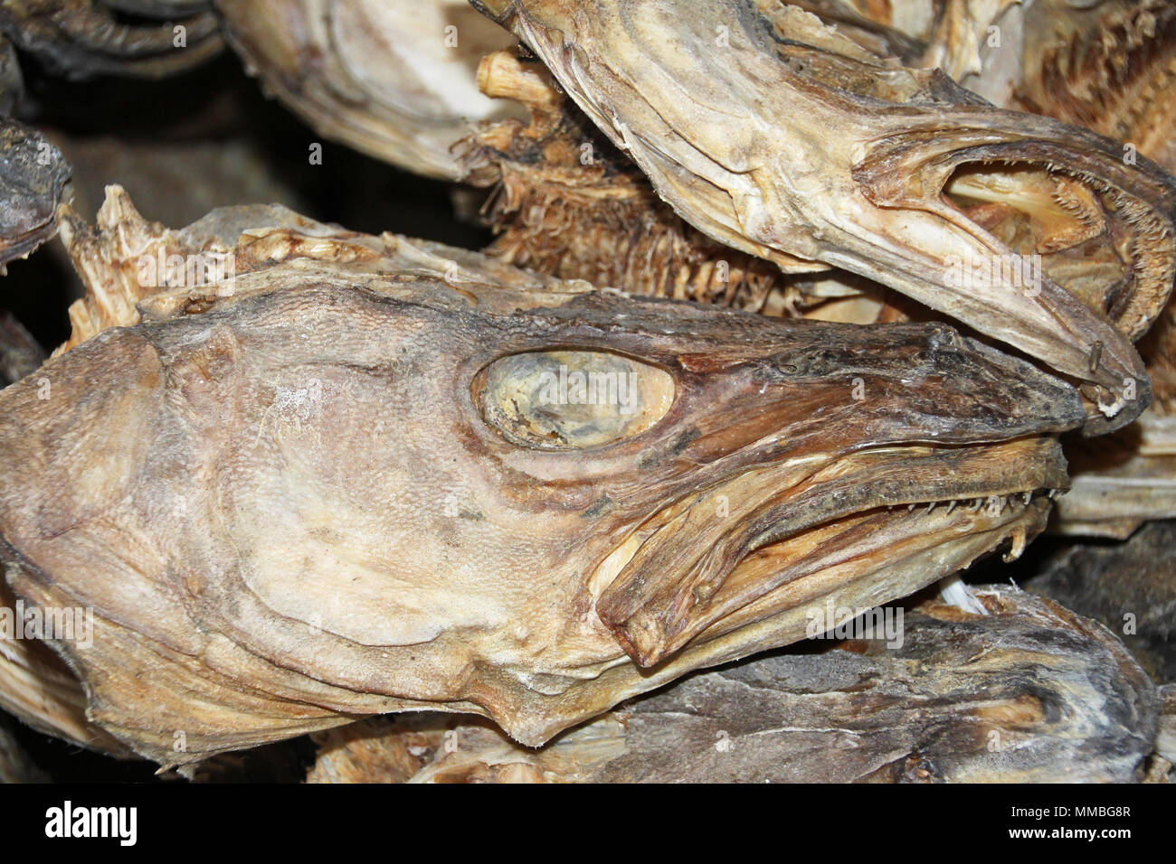 Baccalà Stoccafisso capi close up, Lofoten, Norvegia, Europa Foto Stock