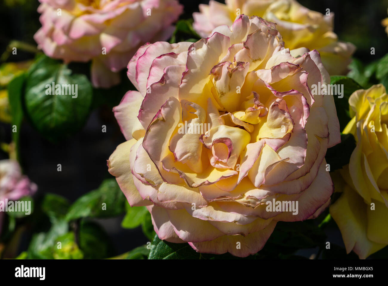 Meraviglioso rose al rose garden roma italia Foto Stock