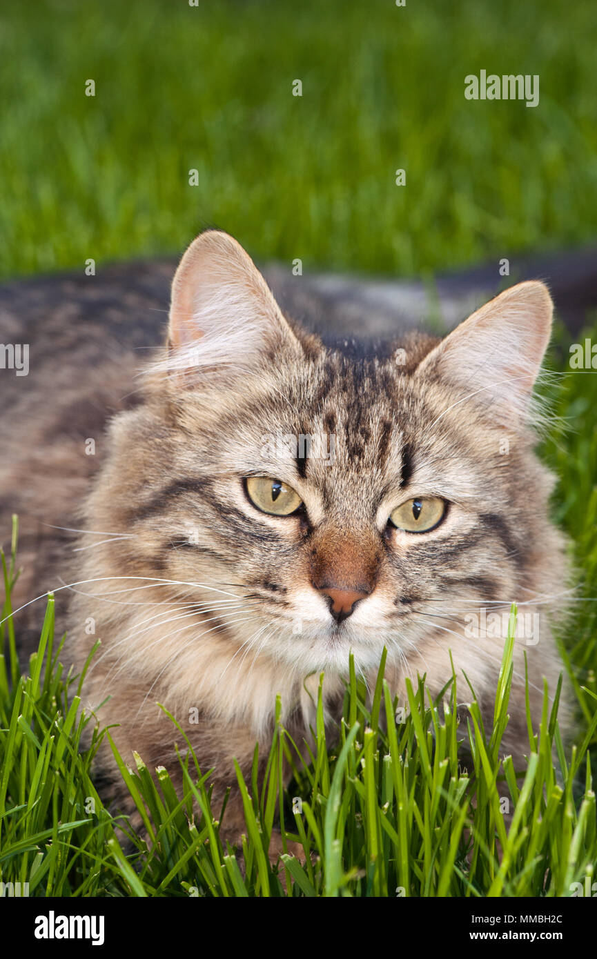 Primo piano di un gatto tabby che si rilassa nell'erba verde, con un'espressione calma e curiosa Foto Stock