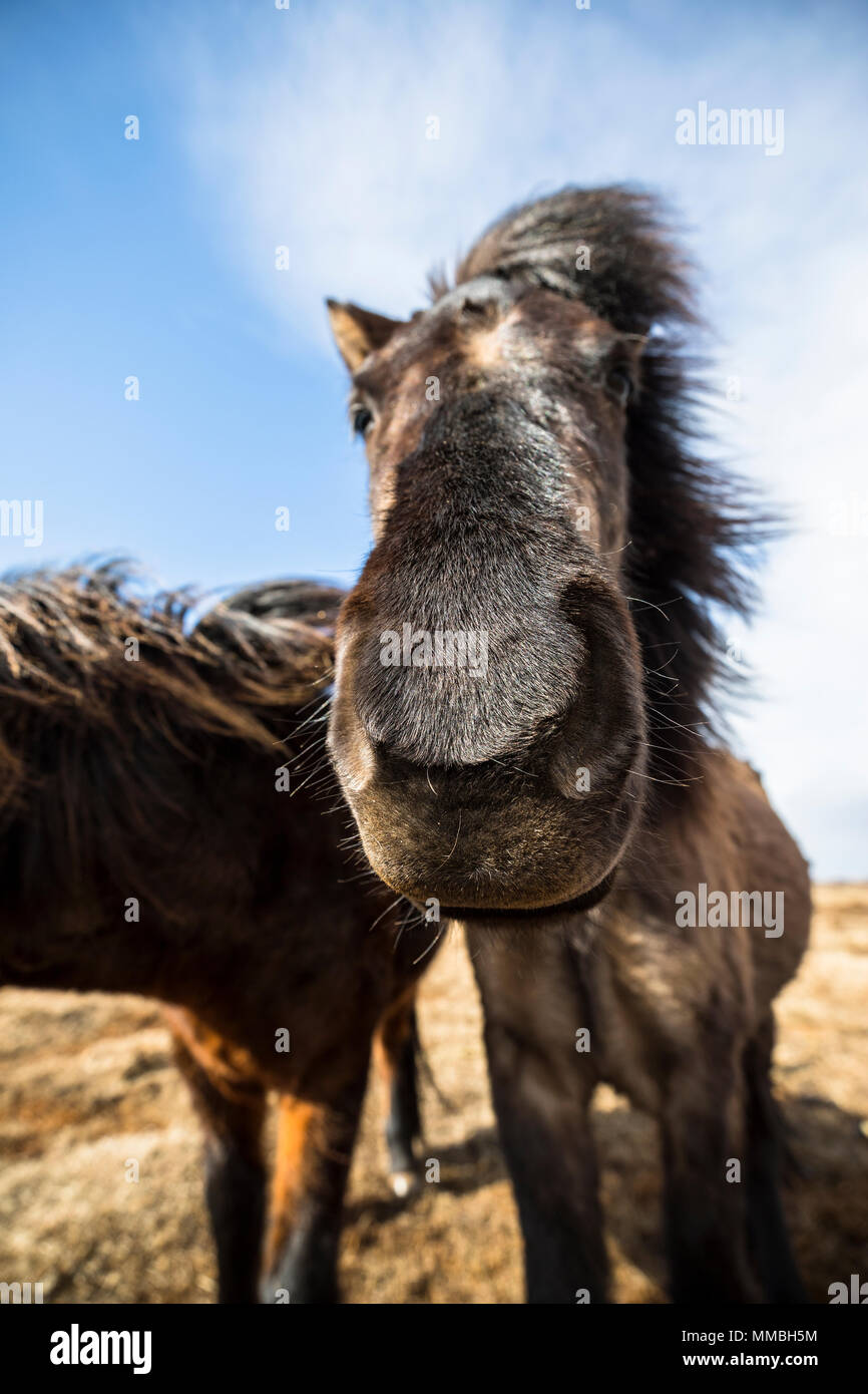 Iceladic testa di cavallo stretta fino Foto Stock
