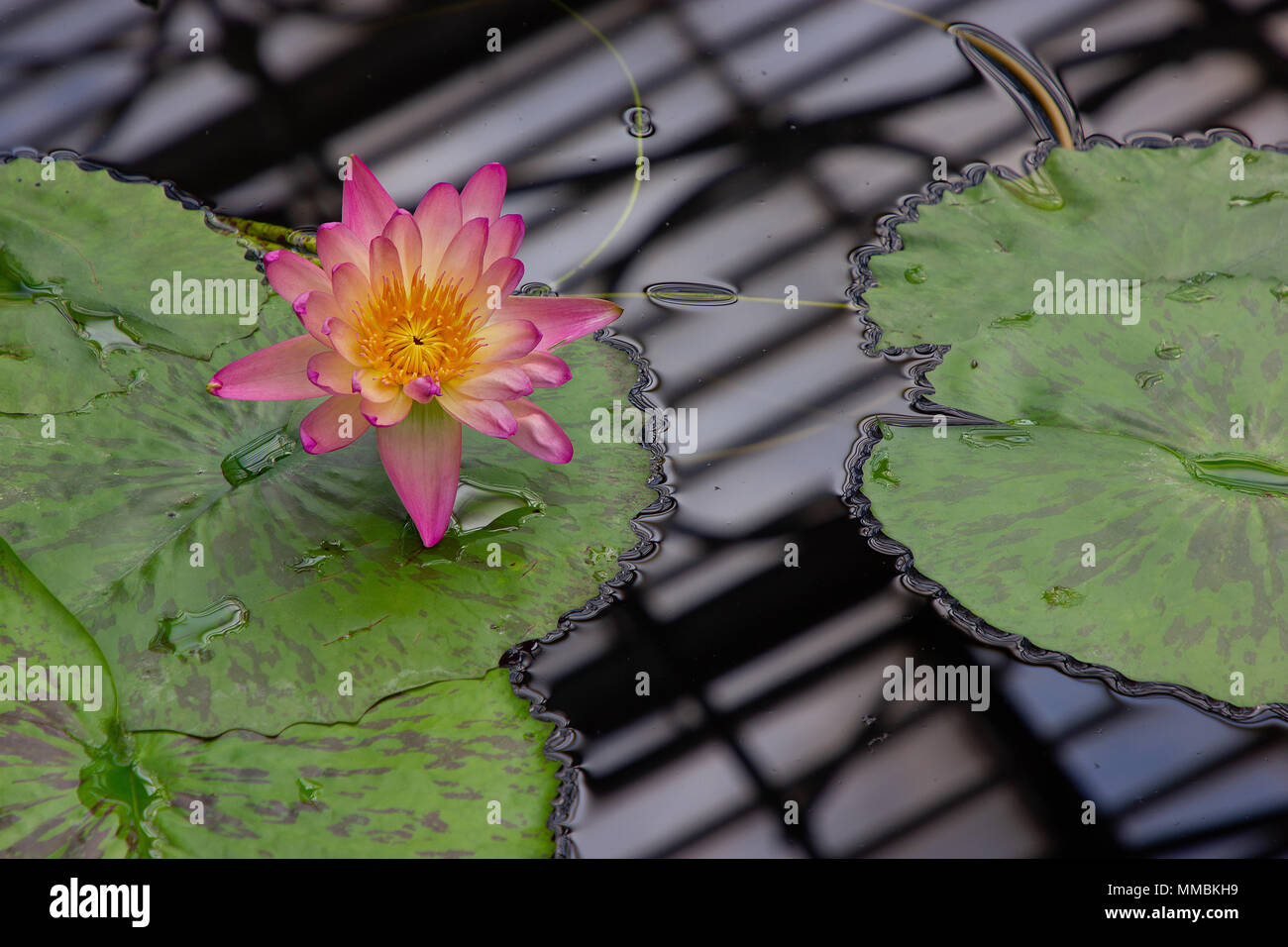 Una bella Nymphaea 'Albert Greenberg', ninfee, fiore Foto Stock