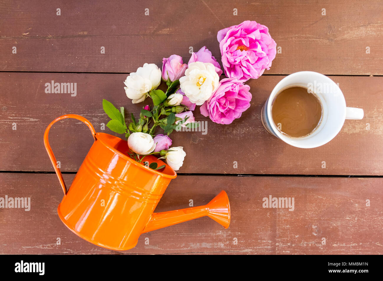 Rosa Charles De Gaulle In Vaso 19cm - Profumata, Color Lillà | Pianta Adulta 80-90 Cm, Fioritura Estiva - Foto 13