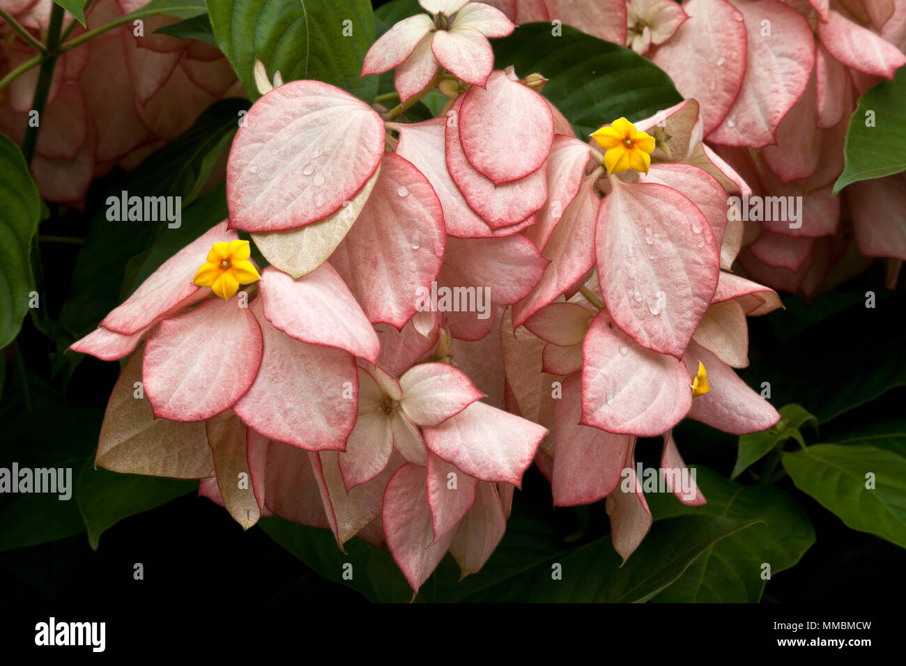 Mussaenda philippica; una specie vegetale nella famiglia Rubiaceae che cresce come un arbusto o un piccolo albero. Nativo per le Filippine. Foto Stock