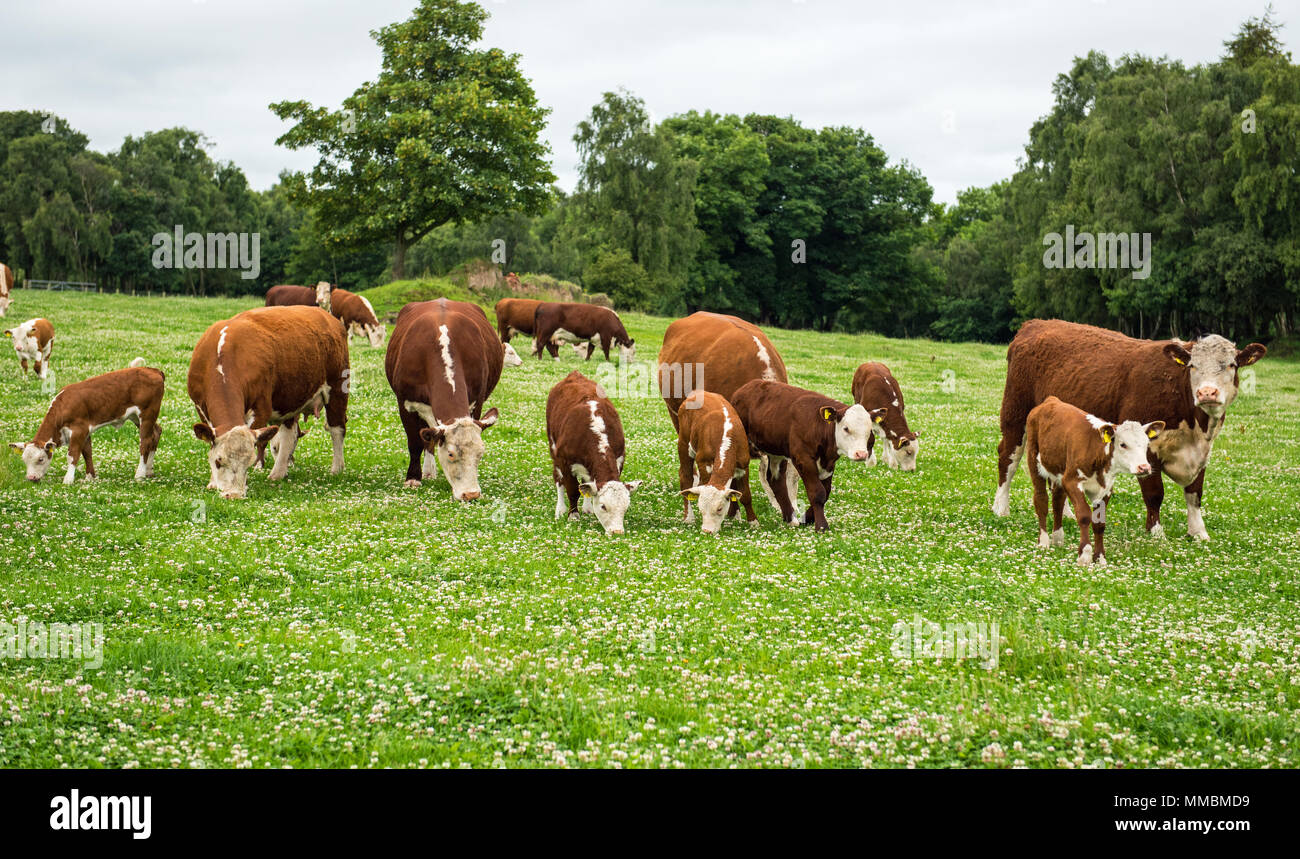 Hereford vacche e vitelli di pascolare su un chiodo di garofano pascolo ricco in sud Northumberland. Foto Stock