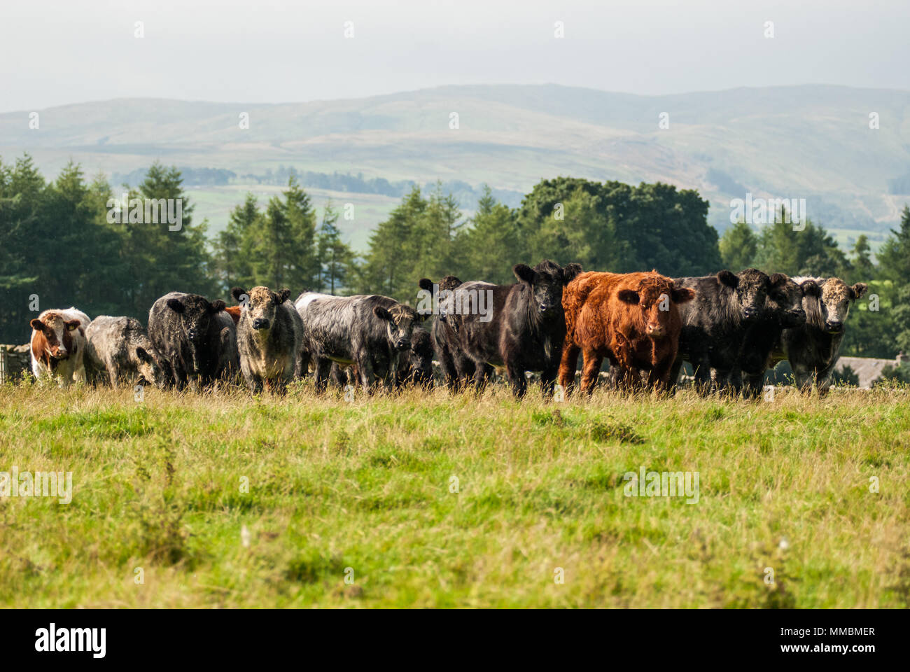Carni bovine tradizionali di finitura il pascolo di bestiame in Cumbria. Foto Stock