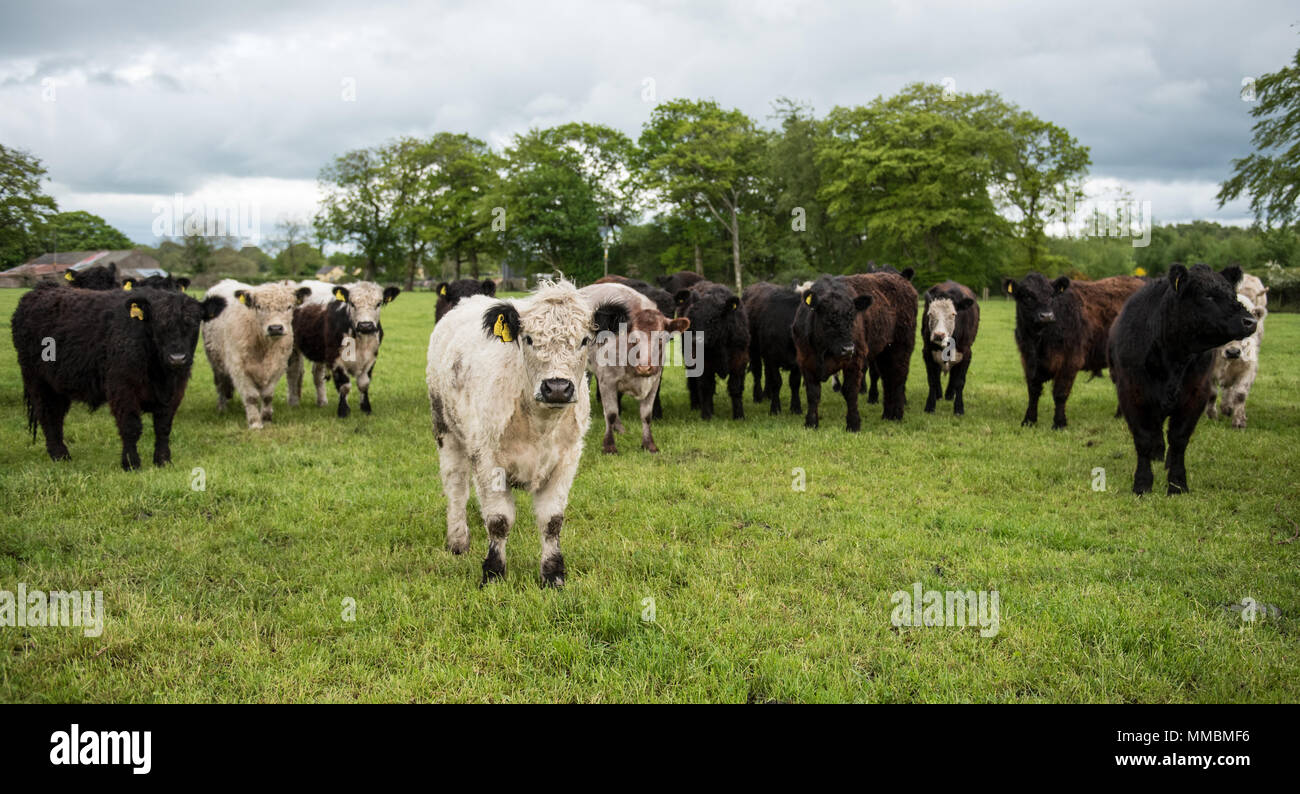 Carni bovine tradizionali di finitura il pascolo di bestiame in Cumbria. Foto Stock