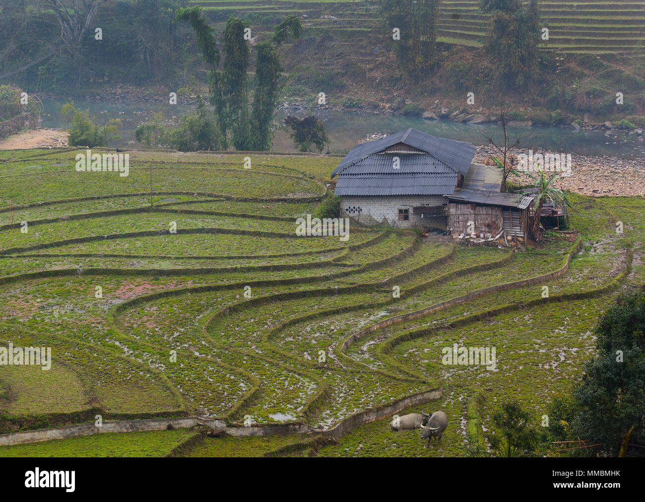 Sapa, Vietnam, riso terrazze padi prima di piantare, inverno Foto Stock