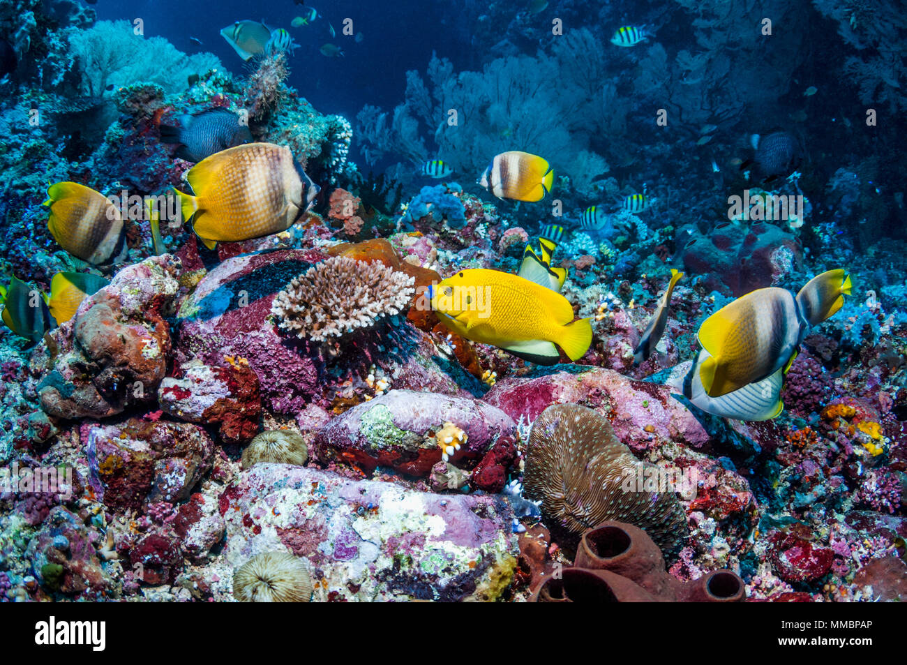Tre-spot angelfish [Apolemichthys trimaculatus] e Klein butterflyfish [Chaetodon kleinii] sulla barriera corallina. Ad Ambon, Indonesia. Foto Stock