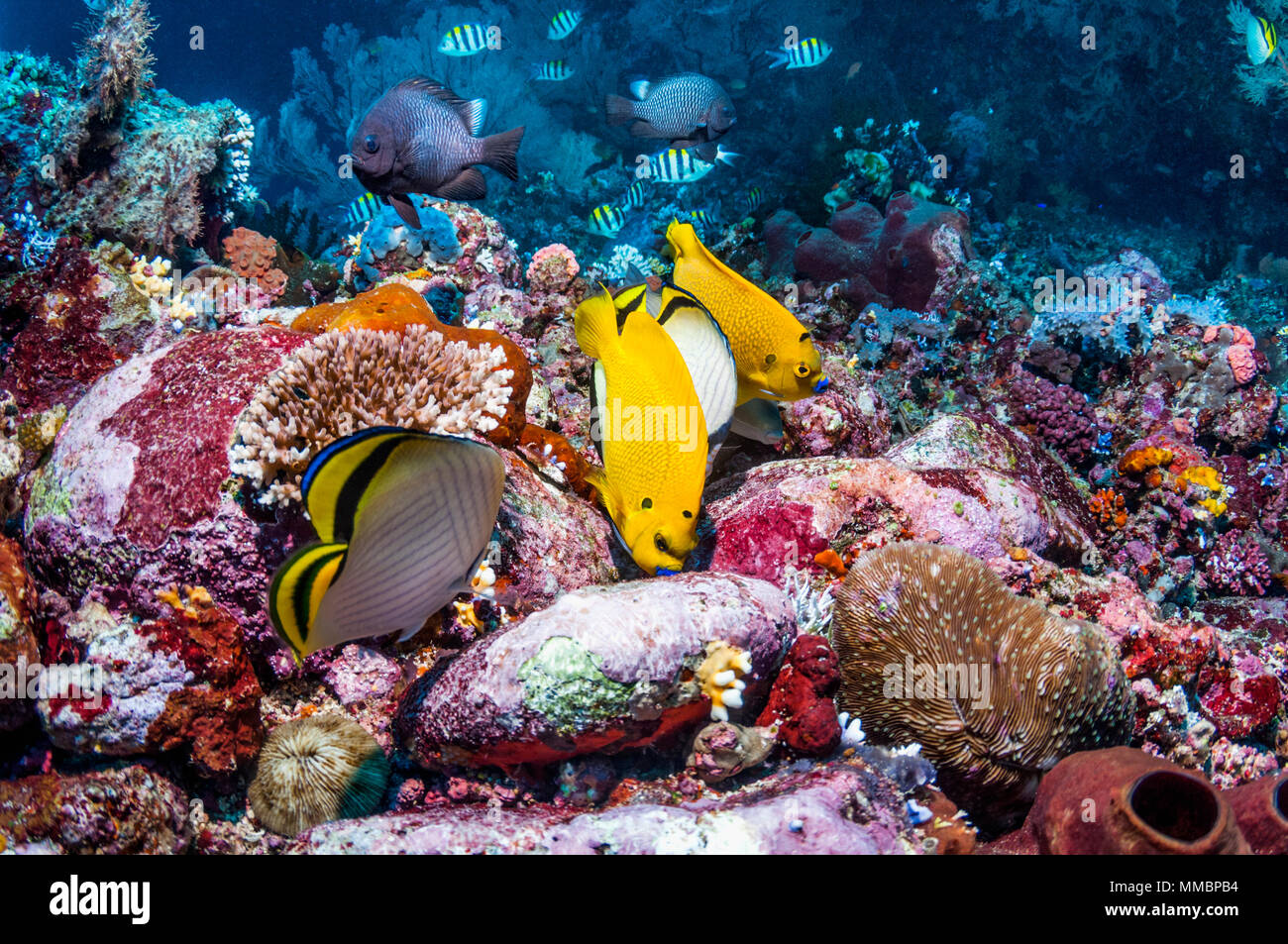 Tre-spot angelfish [Apolemichthys trimaculatus] alimentazione. Ad Ambon, Indonesia. Foto Stock