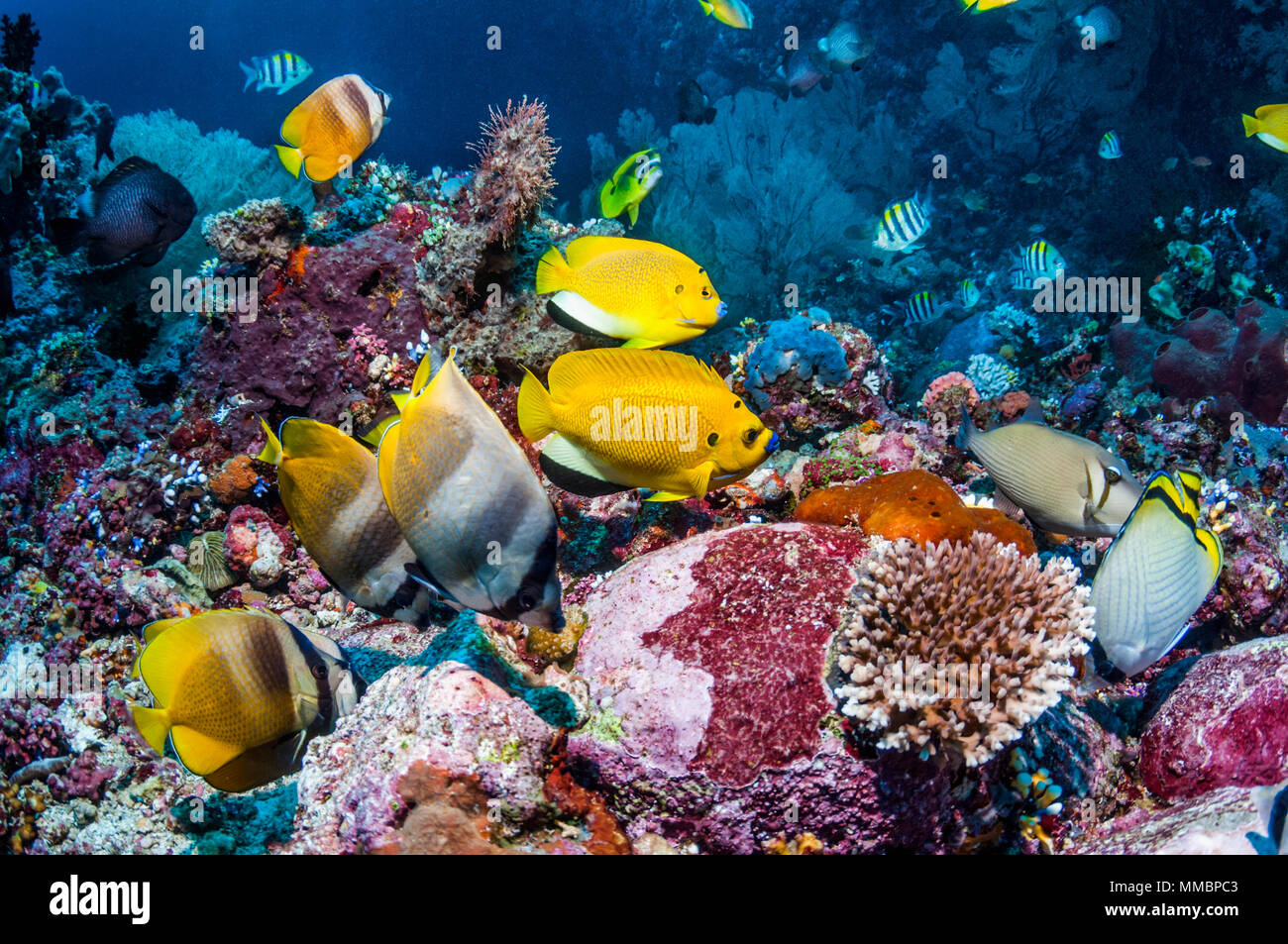 Tre-spot angelfish [Apolemichthys trimaculatus] e Klein butterflyfish [Chaetodon kleinii] sulla barriera corallina. Ad Ambon, Indonesia. Foto Stock