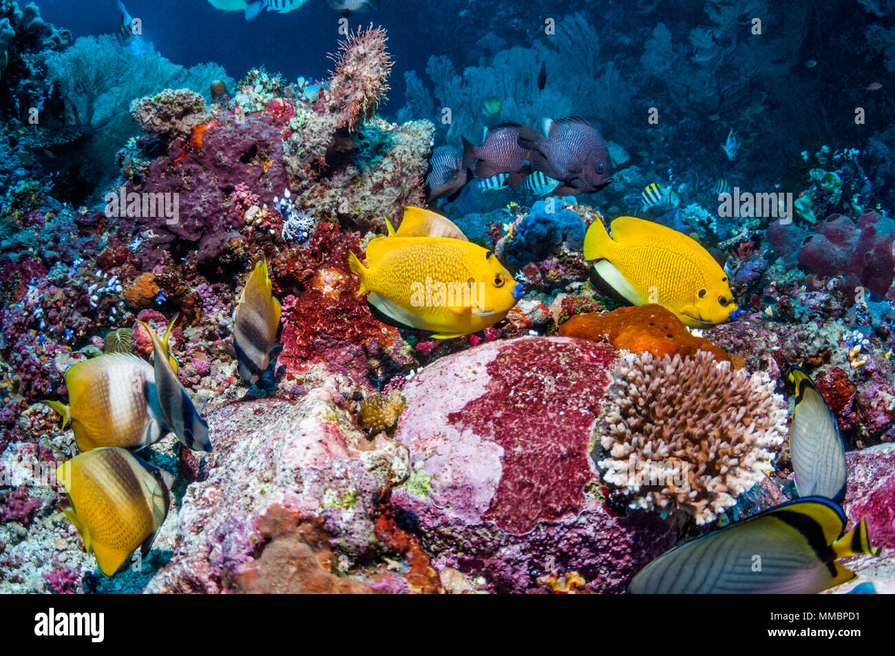 Tre-spot angelfish [Apolemichthys trimaculatus] e Klein butterflyfish [Chaetodon kleinii] sulla barriera corallina. Ad Ambon, Indonesia. Foto Stock