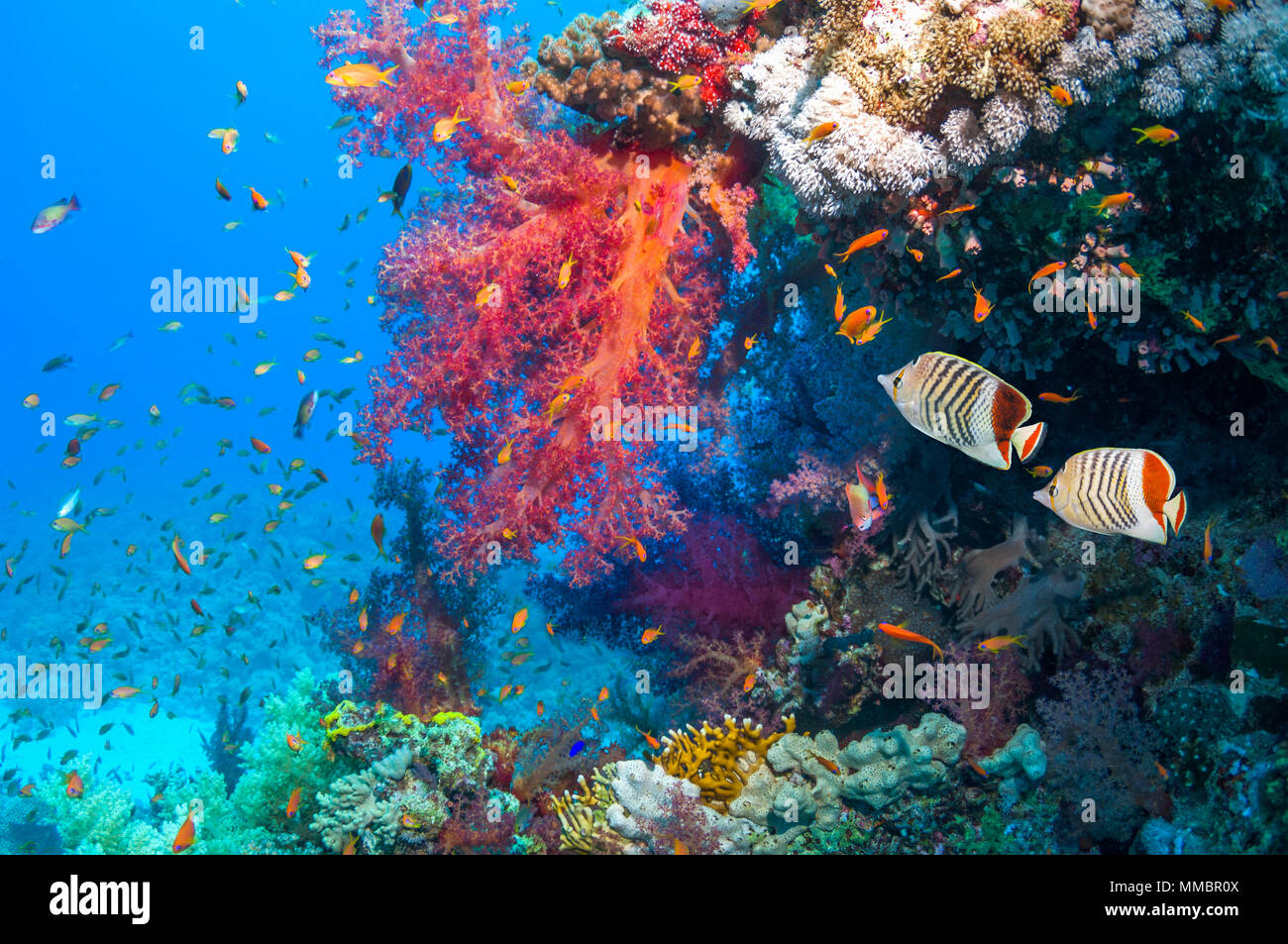 Coral reef scenario con una coppia di Mare Rosso eritreo corona o butterfish [Chaetodon paucifasciatus], Lyretail anthias o Goldies [Pseudanthias squamipin Foto Stock