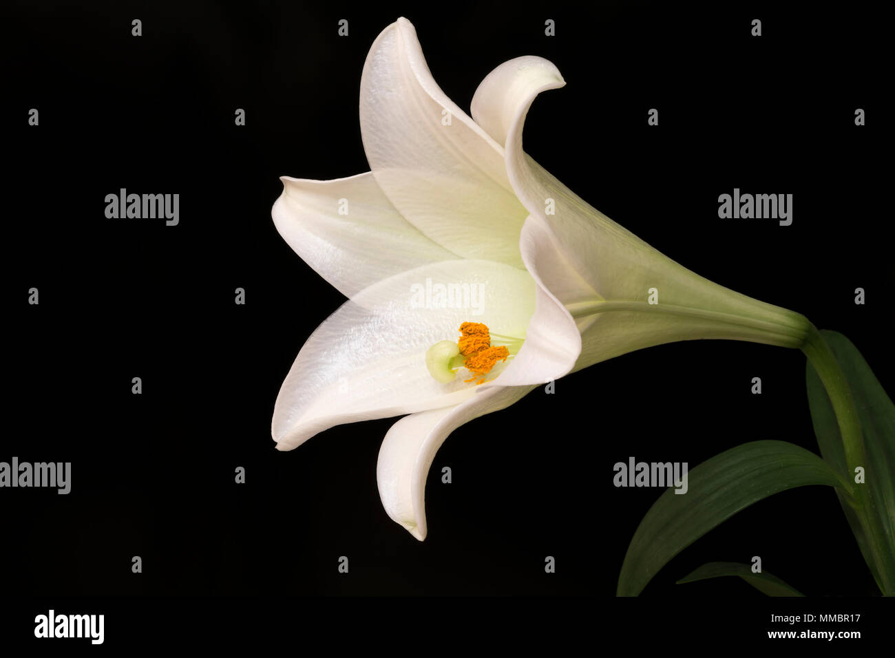 Un giglio bianco fiore con sfondo nero Foto Stock