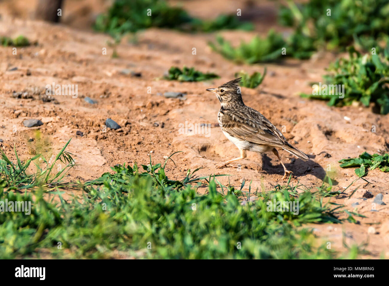 Galerida cristata o Crested Lark sul terreno Foto Stock