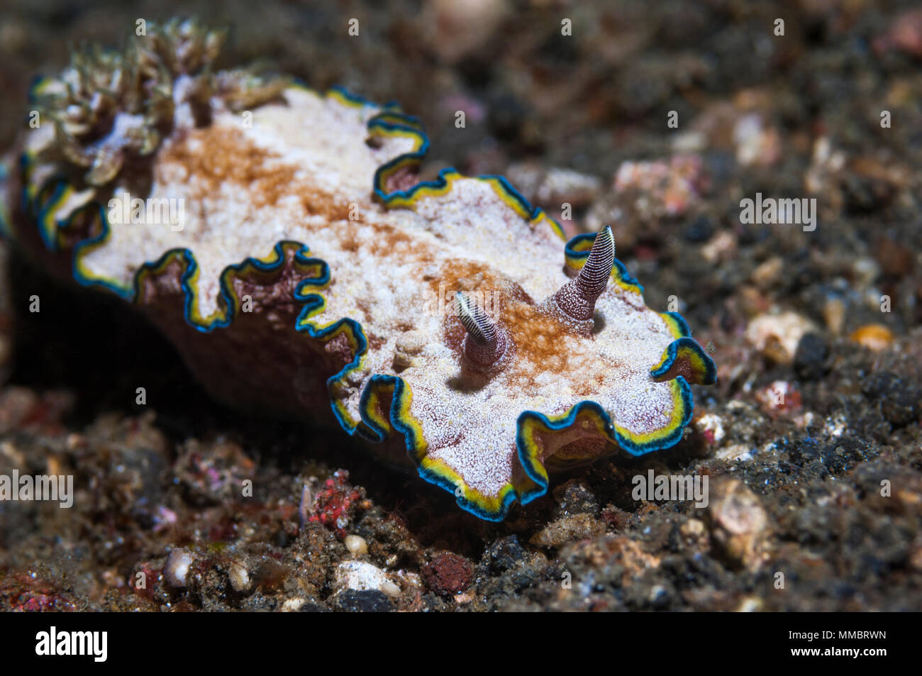 Nudibranch - Glossodoris cincta. Superfamiglia Cryptobranchia, famiglia Chromodoridae. Lembeh strait, Nord Sulawesi, Indonesia. Foto Stock