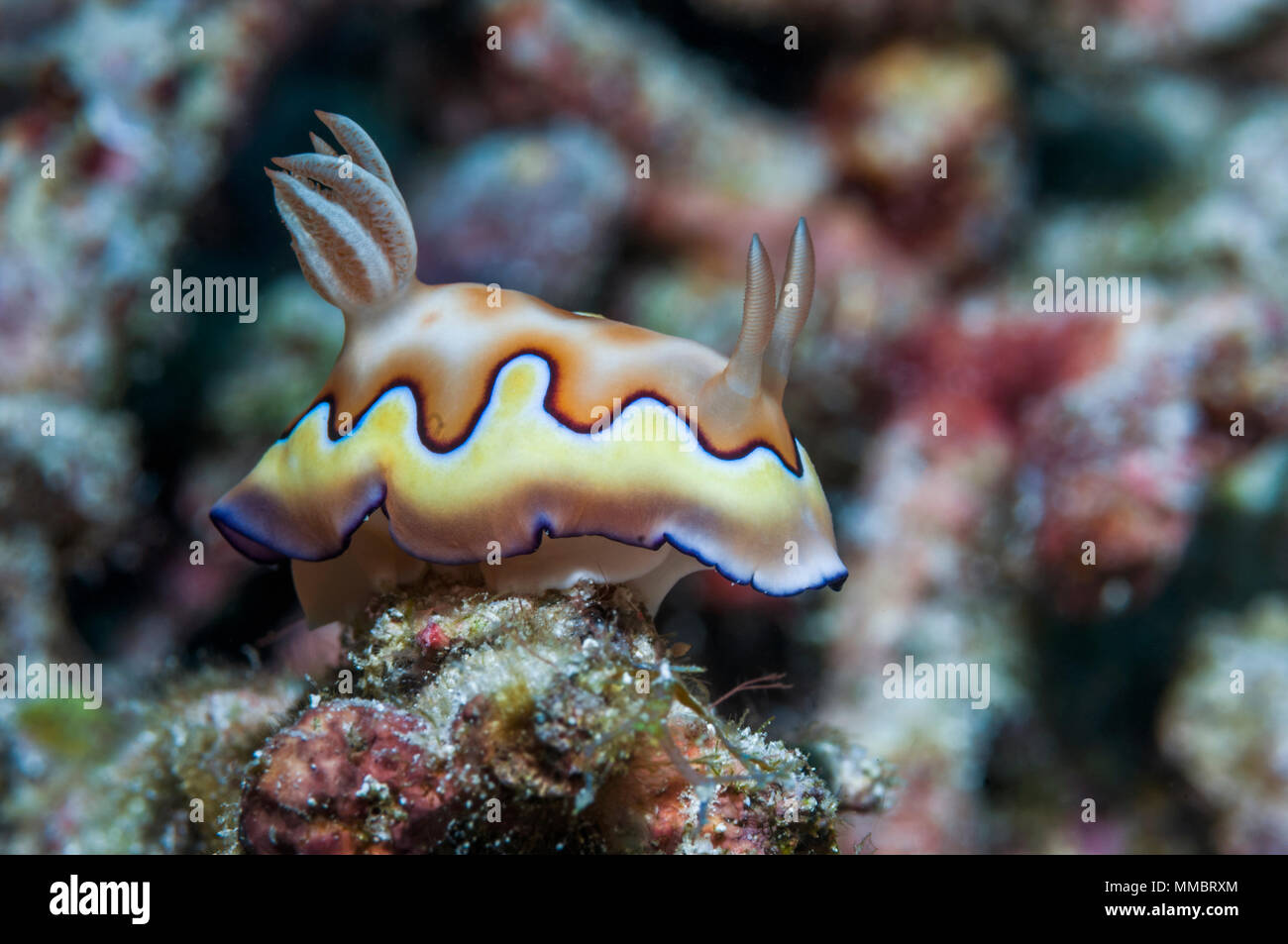 Nudibranch - Chromodoris coi. Lembeh strait, Nord Sulawesi, Indonesia. Foto Stock