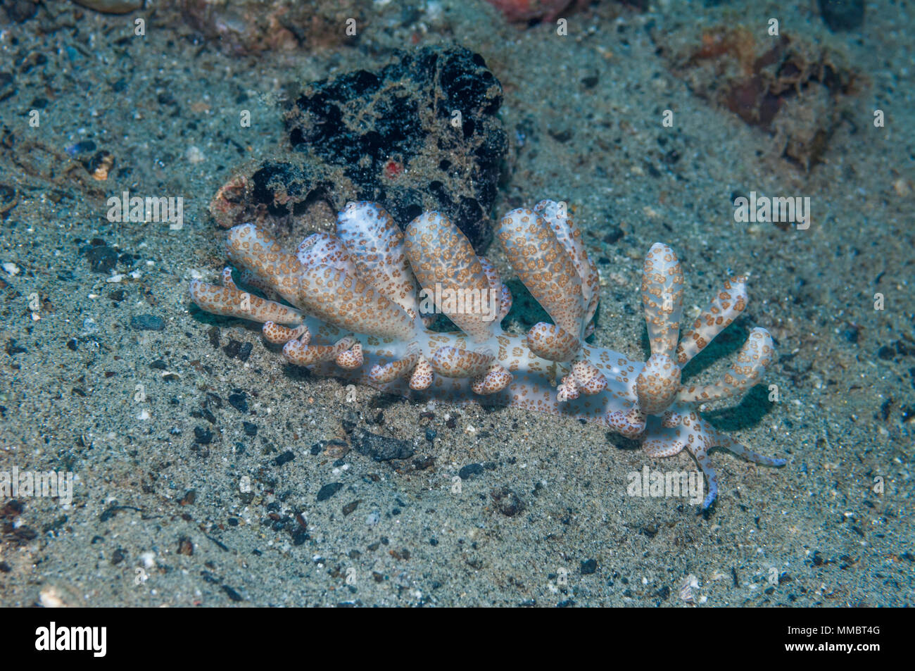 Alimentato da energia solare [phyllodesmium longicirrum Phyllodesmium] con cluster di zooxanthellae simbiotico nel mare slug di tessuti, che aiutano a fornire nutriti Foto Stock