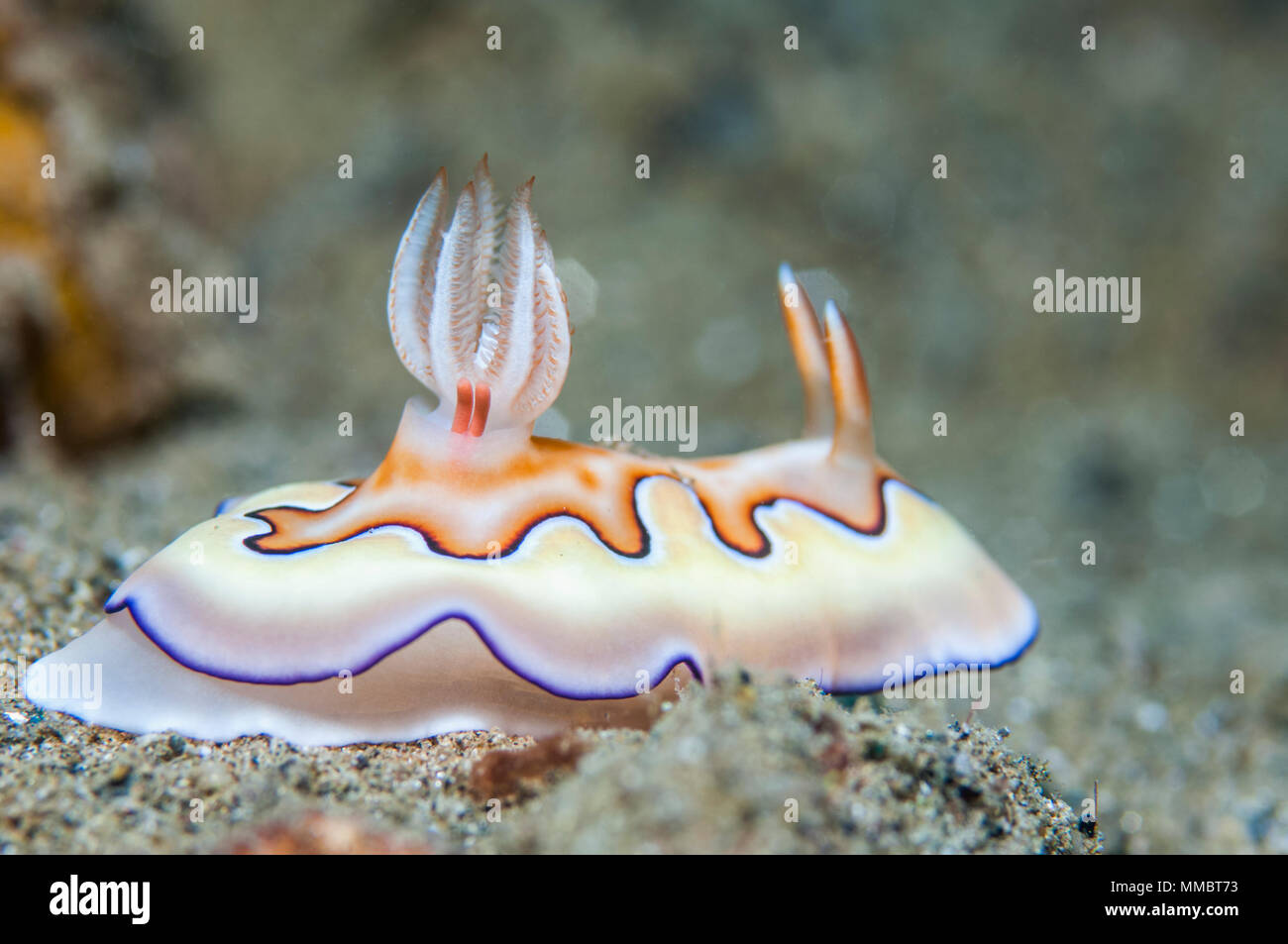 Nudibranch - Goniobranchus coi [prima Chromodoris coi]. I due salciccia rosa strutture sagomate mediante il gill sono le uova sacche di un copepod parassita Foto Stock