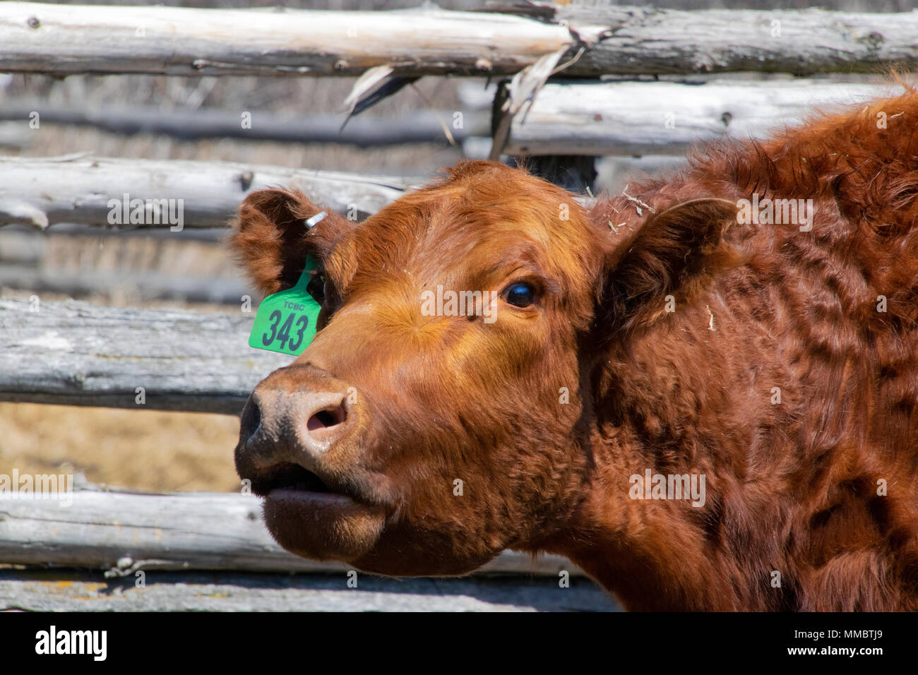 Una vacca madre per chiedere il suo vitello. Foto Stock