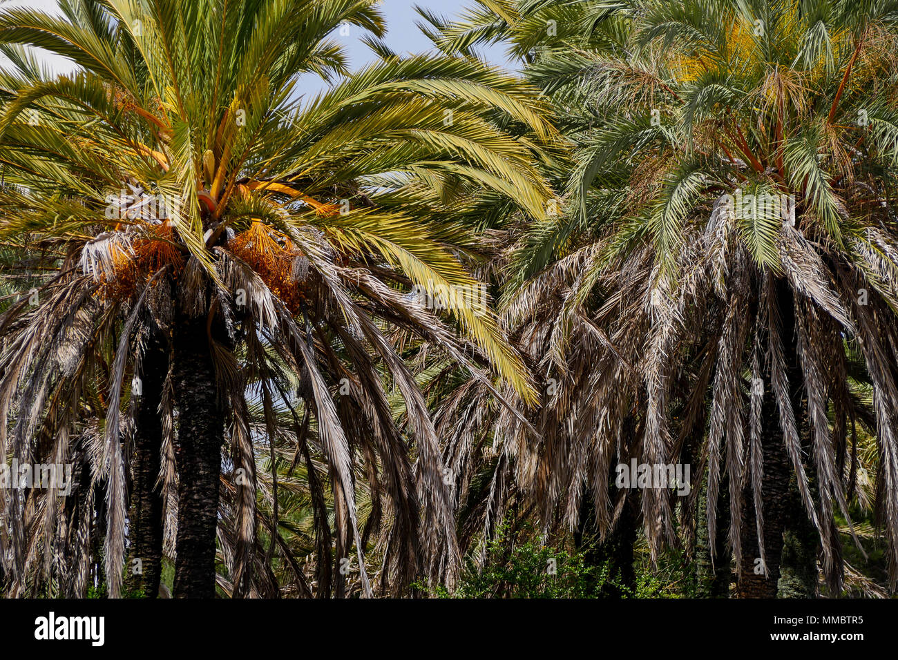Gli alberi di palma, Parco delle Nazioni distretto, Lisbona Portogallo Foto Stock