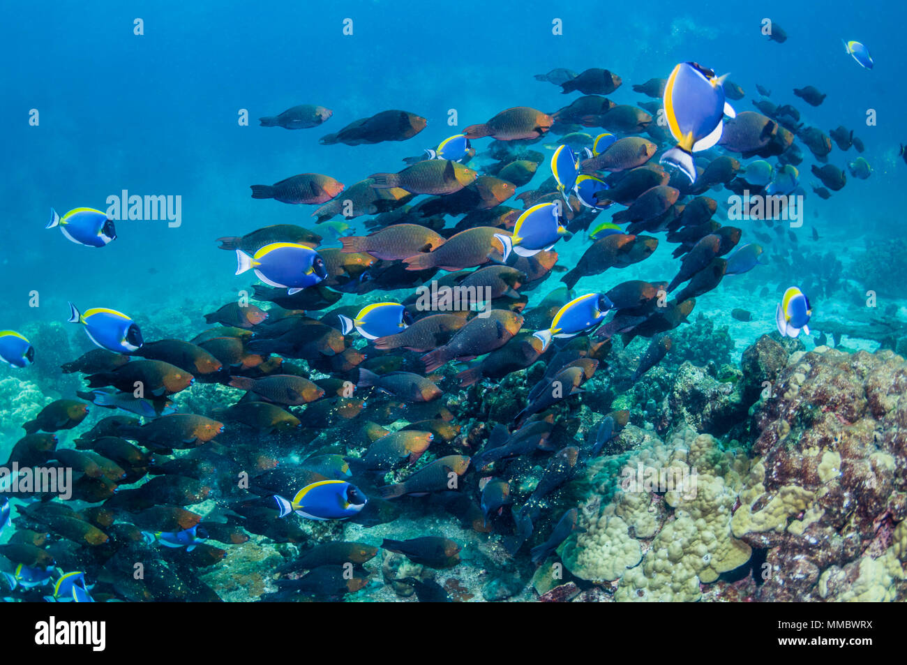 Greenthroat o pesci pappagallo di Singapore [Scarus prasiognathus]. Grande scuola di femmine accompagnate da Powderblue surgeonfish [Acanthurus leucosternon]. Foto Stock