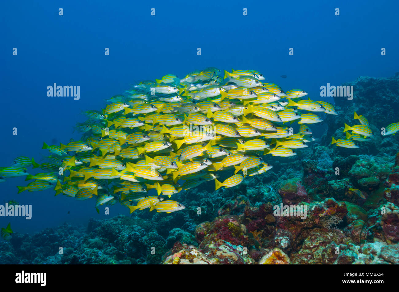 Kasmira lutiani [Lutjanus kasmira]. Maldive. Foto Stock