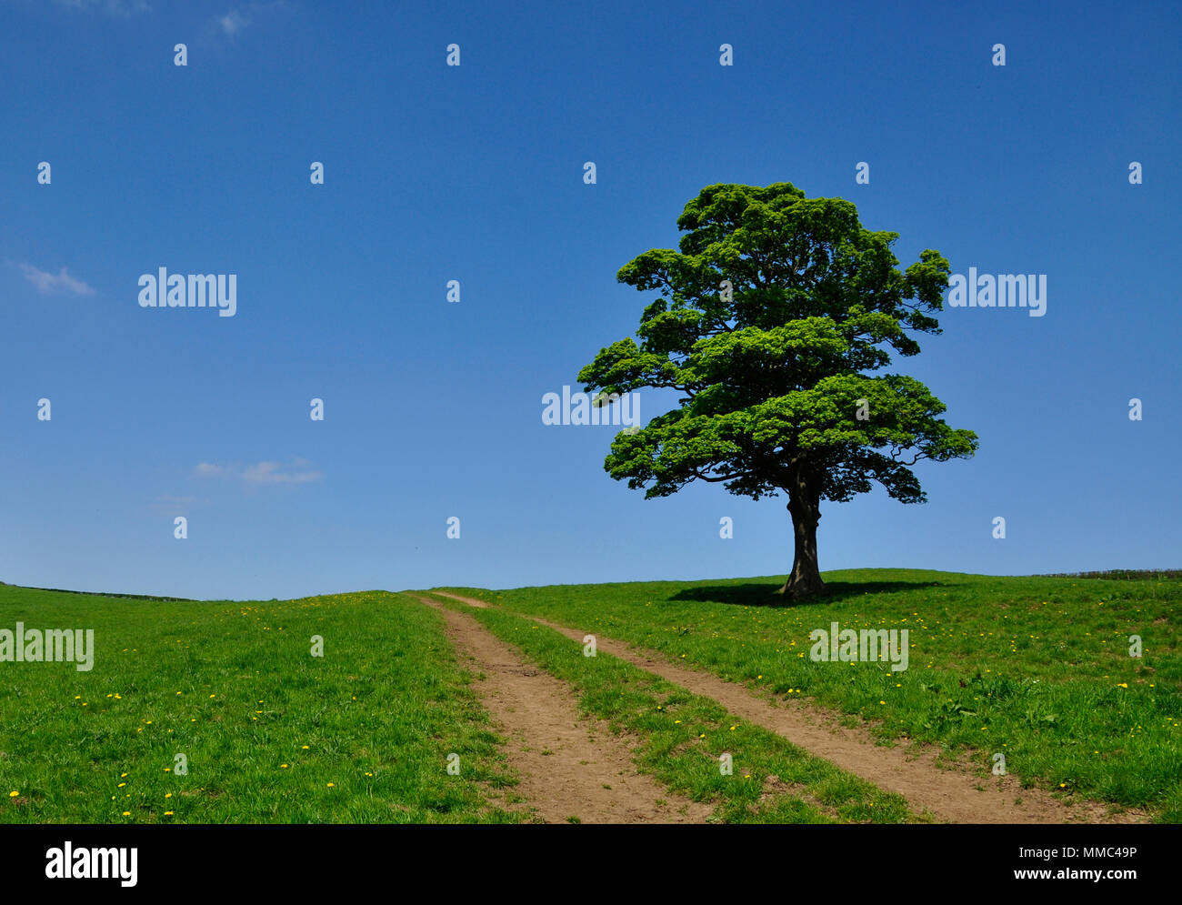 Unico albero Upleatham Village Yorkshire Foto Stock