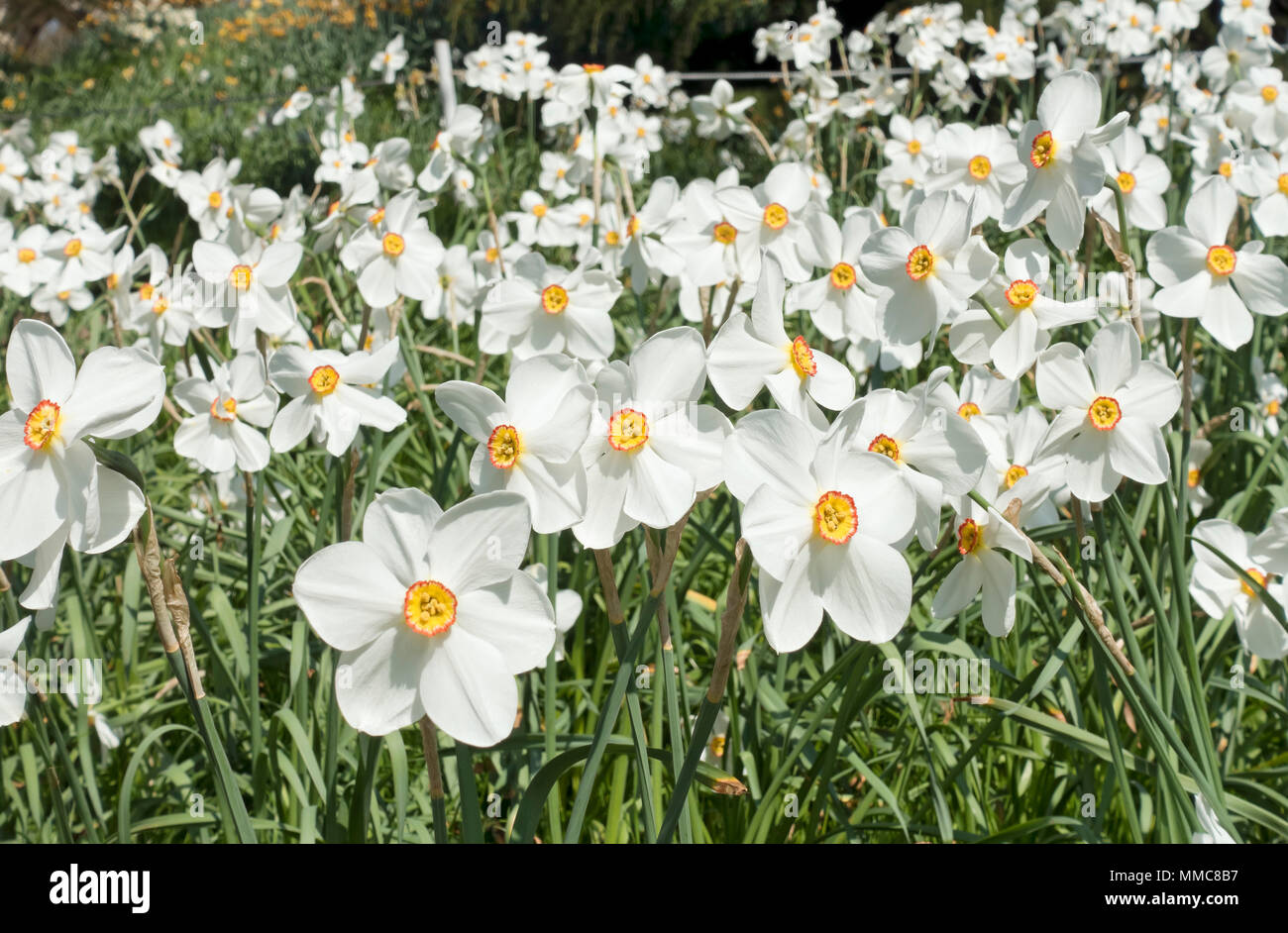 Primo piano di bianco narcisi narcisi daffodil fiore fiori narcisi in primavera Inghilterra Regno Unito GB Gran Bretagna Foto Stock