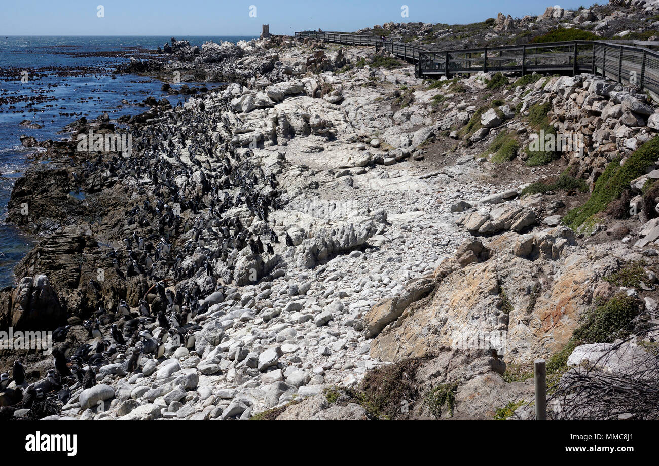 La visualizzazione dei pinguini presso il pinguino africano (Spheniscus demersus) Colonia a Stony Point nella Riserva Naturale del Betty's Bay nel Overberg, Sud Africa. Foto Stock