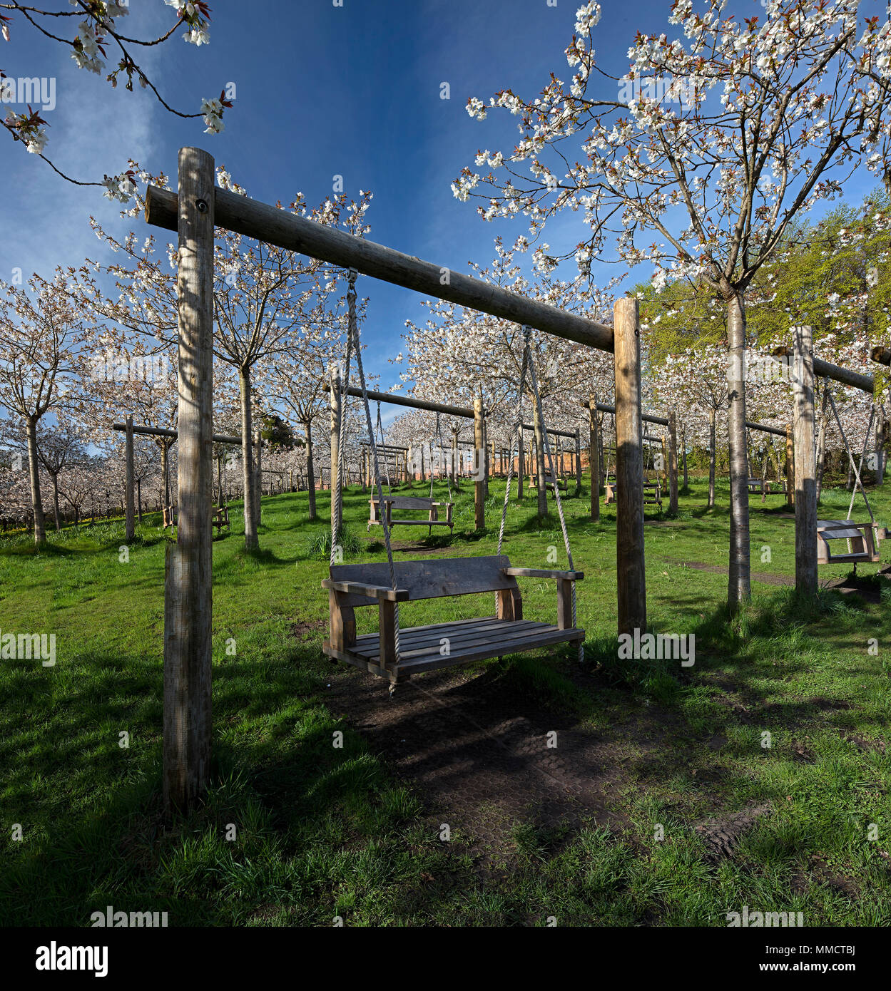 The Cherry Orchard in piena fioritura in Alnwick giardino, Alnwick, Northumberland, Inghilterra del Nord Est, England, Regno Unito Foto Stock