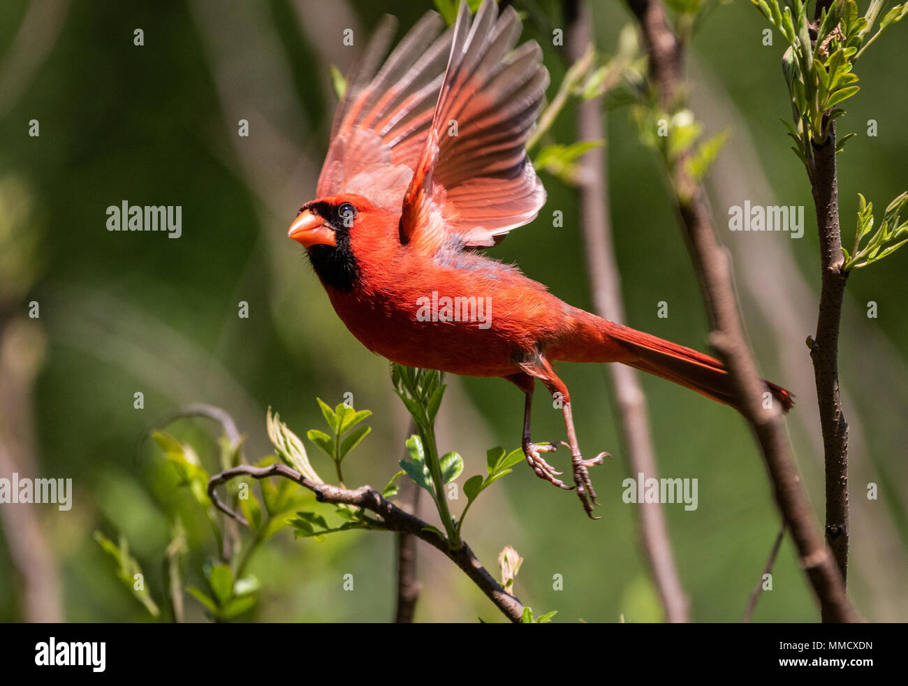 Un cardinale nord individuato nel selvaggio nel centro Appalachi. Foto Stock