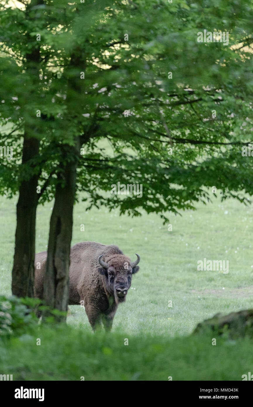 Il bisonte europeo bull Foto Stock