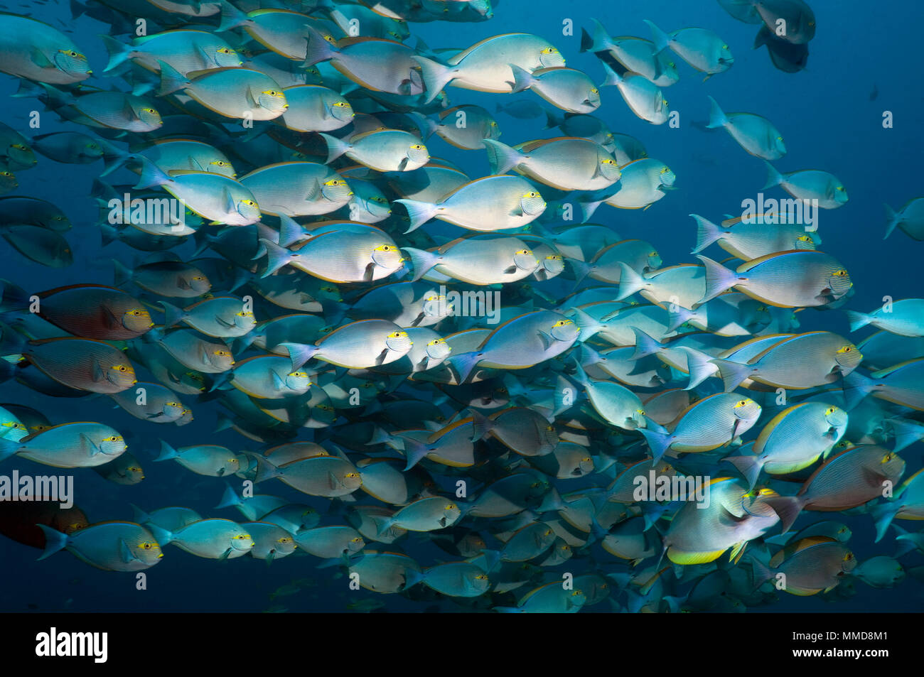 Surgeonfish allungato (Acanthurus mata) scuola. Rinca, Parco Nazionale di Komodo, Indonesia. Foto Stock