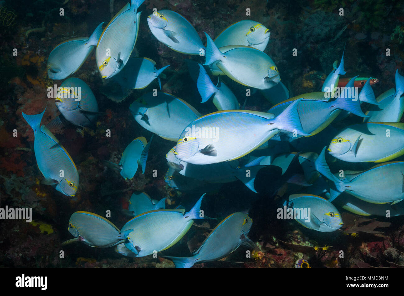 Allungato [surgeonfish Acanthurus mata]. Indonesia. Foto Stock