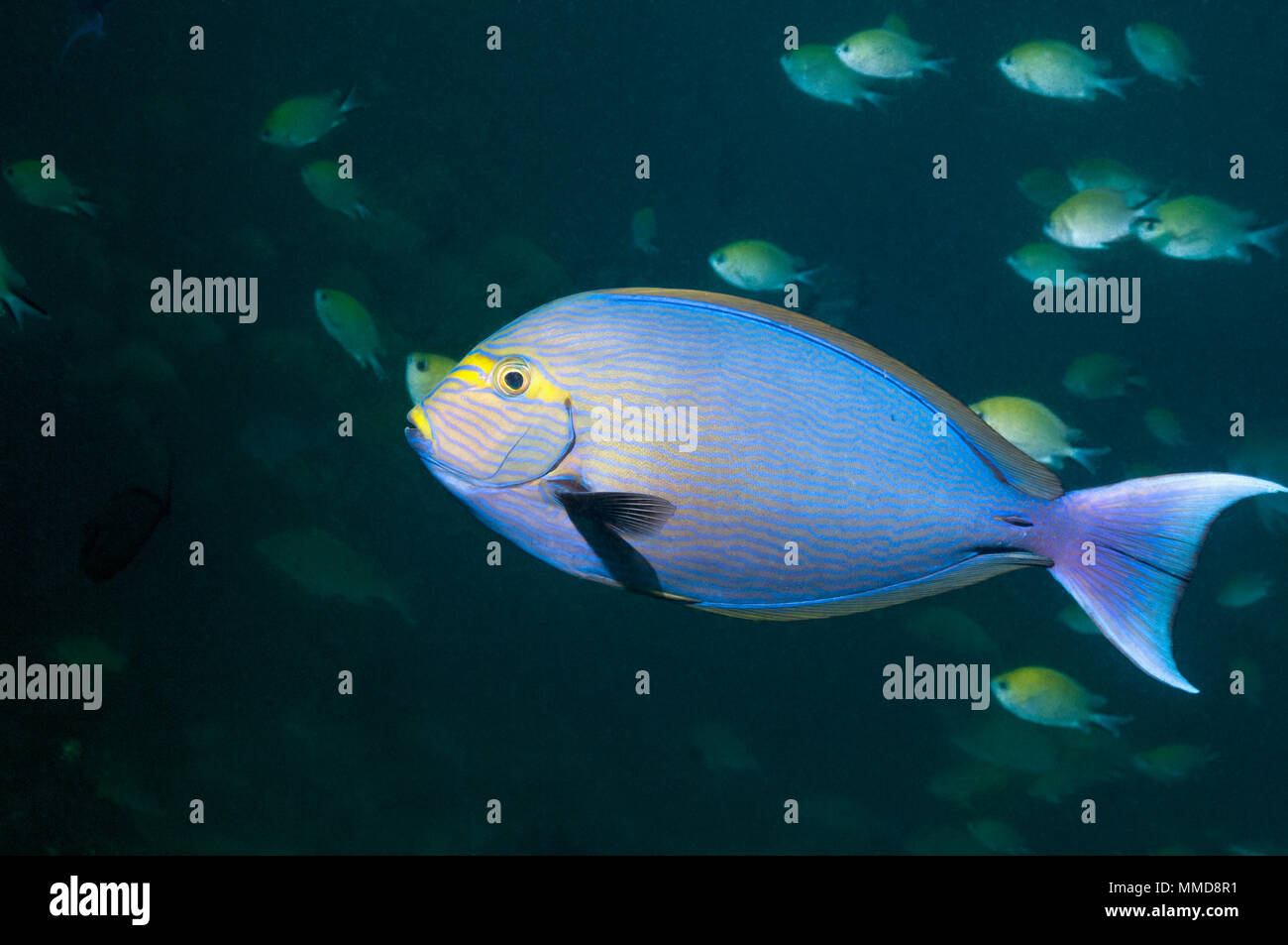 Allungato [surgeonfish Acanthurus mata]. Indonesia. Foto Stock