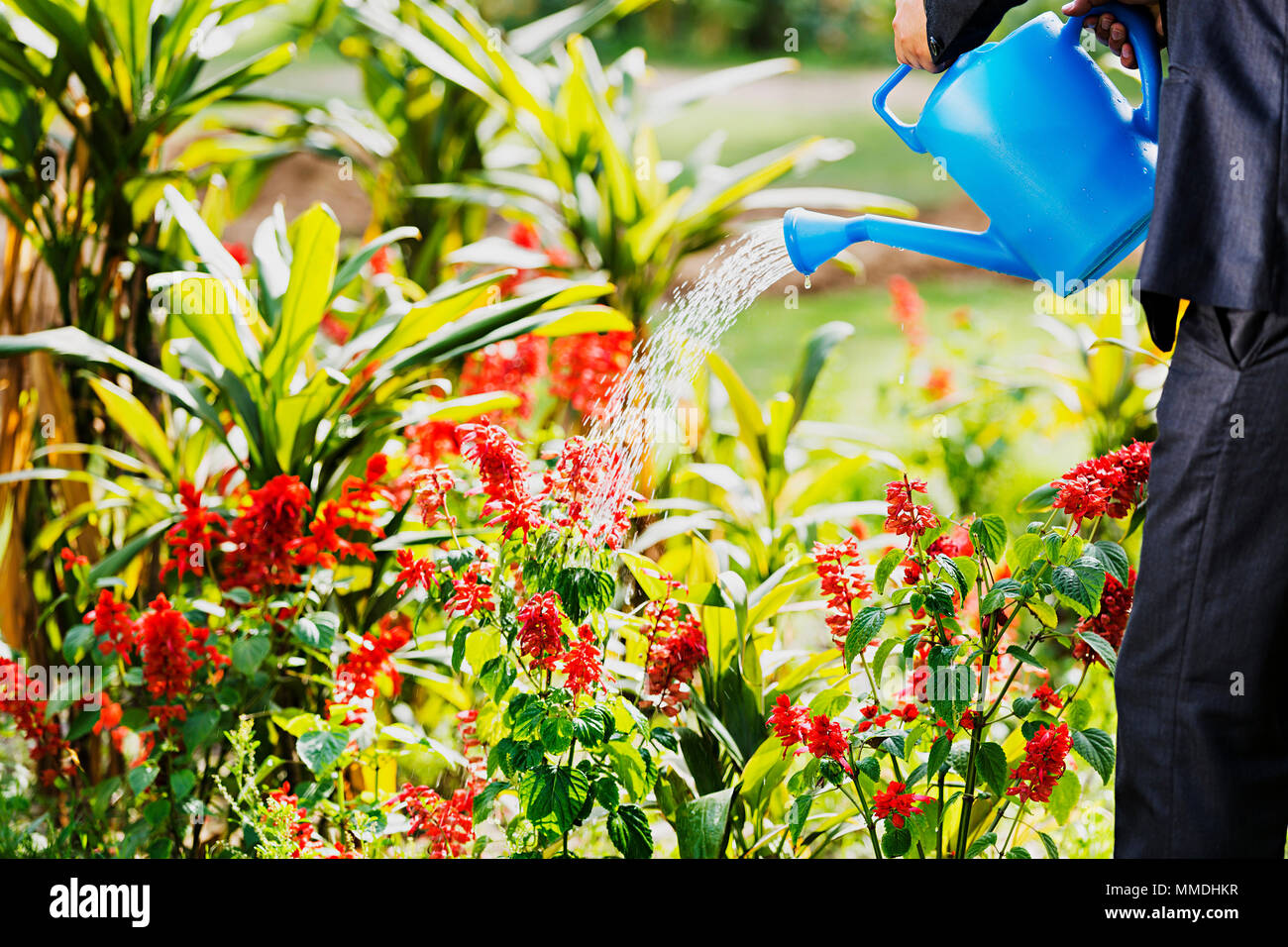Close-up aziendali a maschio-Park con l'innaffiamento può versare acqua Plant-Life Foto Stock